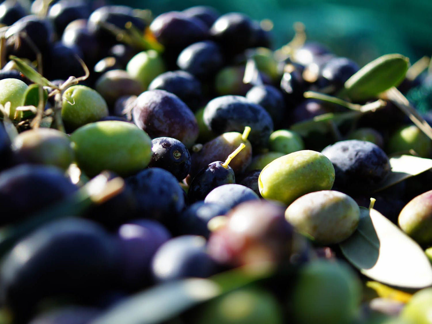 Olives - Black Olives
